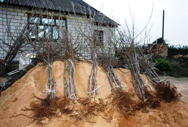  Do not rush to buy an apple tree with an open root system ahead of planting time