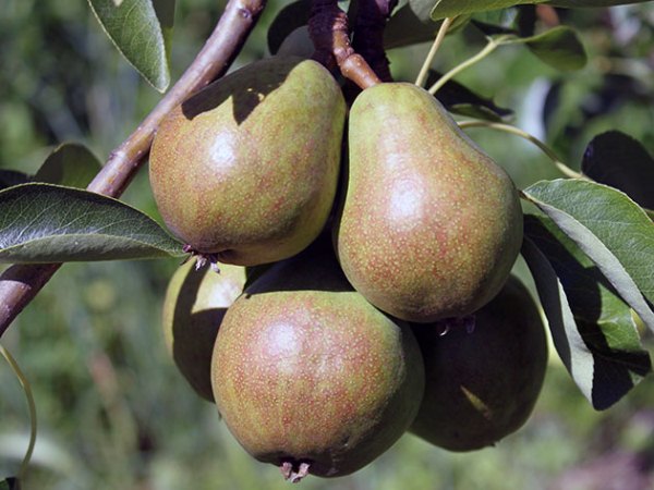  Pear care