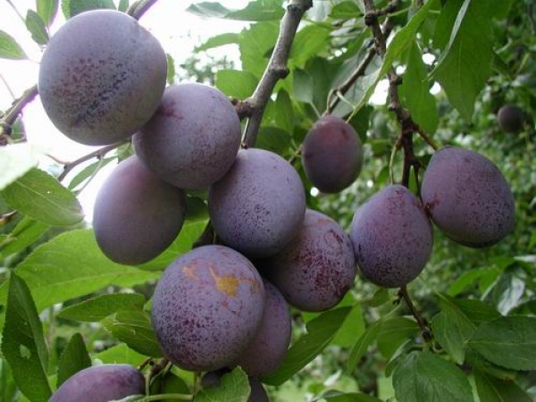  Plum Masha - frutti grandi, resistenti al gelo, senza pretese per la composizione del terreno
