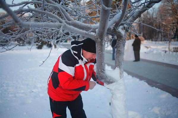  The tree trunk for the winter must be wrapped with insulating materials