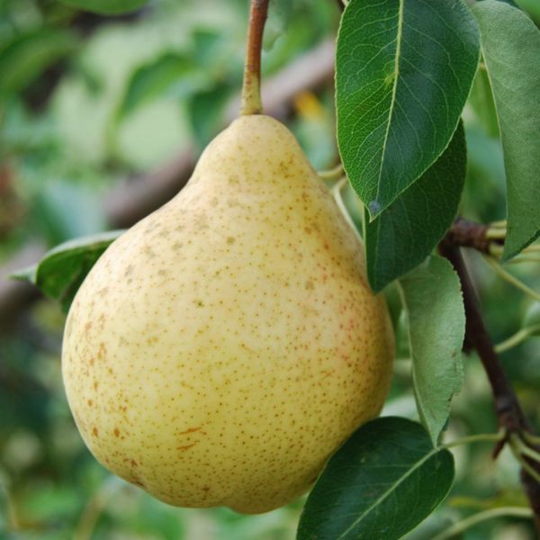  Fruit pear varieties Muscovite