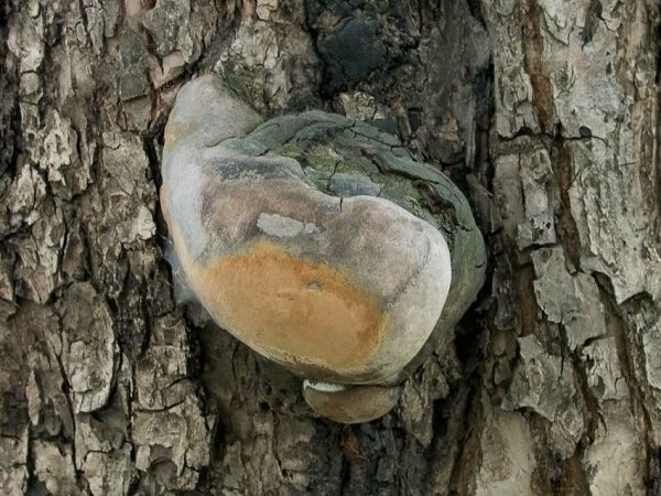  If a tinder fungus appears on the apple tree trunk, it must be removed.