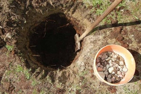  Digging a hole for pear planting