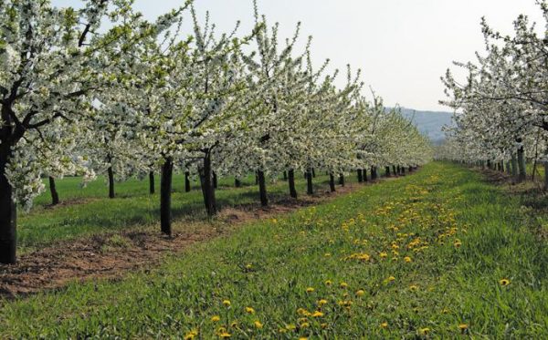  Flowering pears in the nursery