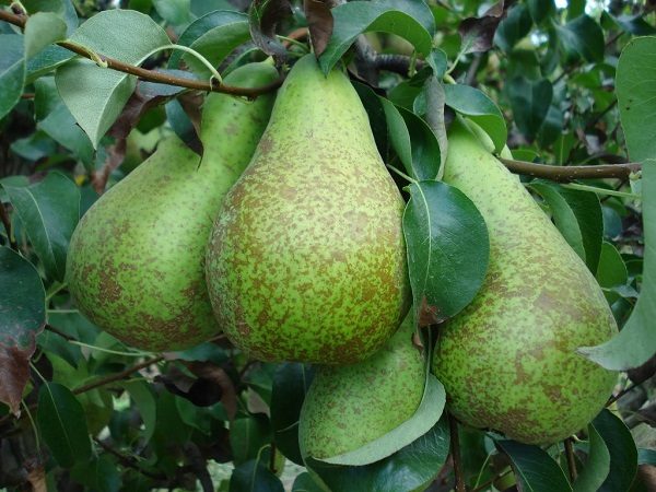  Fruits of a pear grade Conference