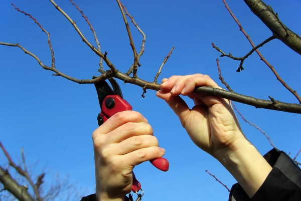  La pera ha bisogno di annaffiare, nutrirsi, potare e prepararsi per l'inverno