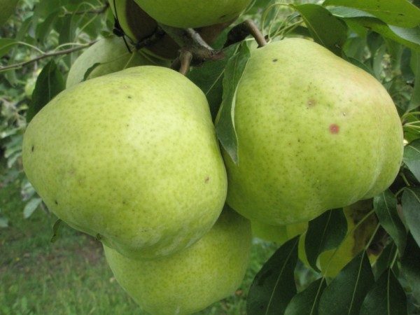  Variety pears Taiga