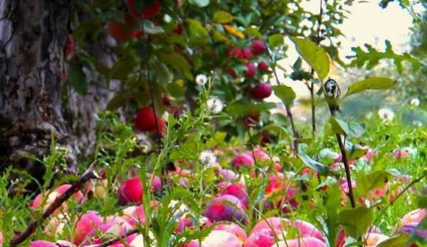  With a lack of moisture Borovinka apples fall off