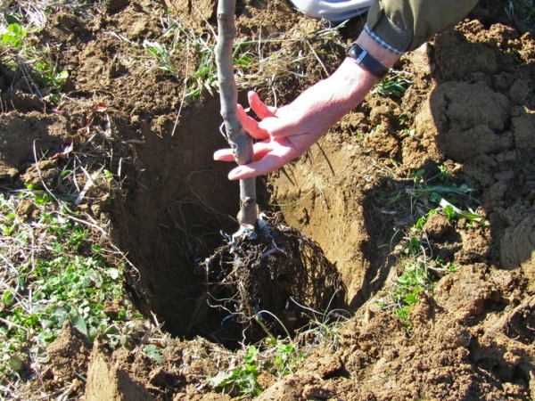  When planting an apple in the spring, a new tree will have to be systematically and abundantly watered.