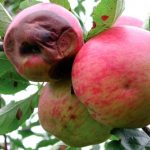  Fruit rot