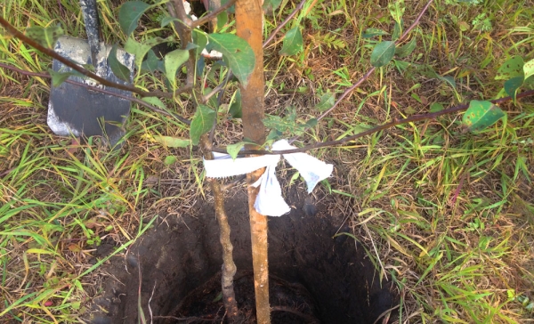  Al plantar una semilla de pera en memoria de Yakovlev, preste atención a la ubicación del collar de la raíz: debe estar a 5-6 cm por encima del nivel del suelo