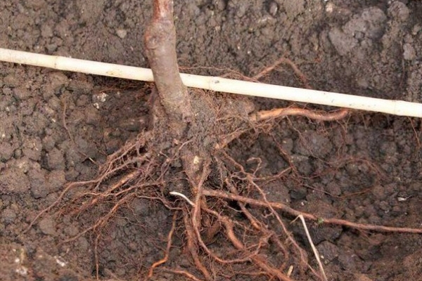  Transplante de peras en otoño.