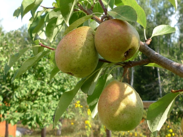  It is recommended to collect the fruits of pear Nortyanka a week before full maturity.