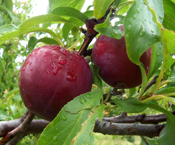  Varietà di Plum Candy: descrizione e specifiche, piantatura e cura