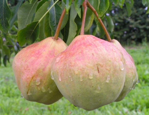  La variedad de pera en la memoria de Yakovlev se propaga bien por capas, y es muy conveniente para el cultivo.