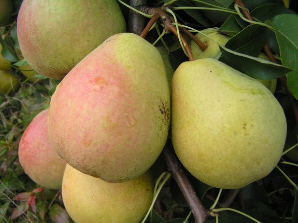  Ripe fruit of a veles pear on a tree
