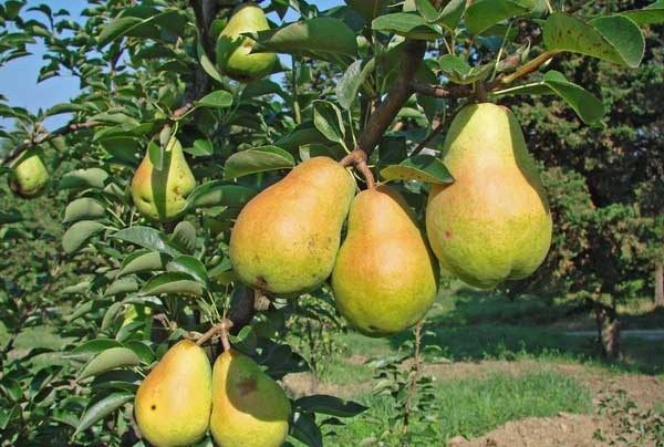  Ready to Harvest Williams Pears