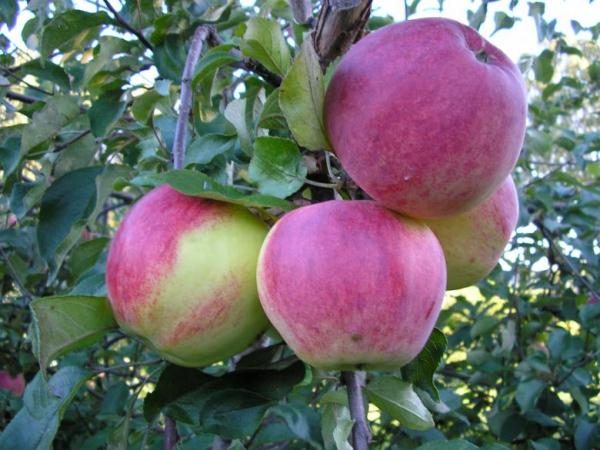  Variety Welsey occurred by breeding from the Siberian cherry-apple