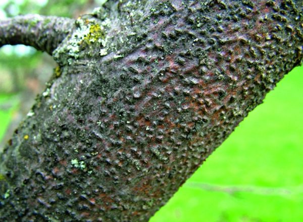  Cytosporosis on the bark of an apple tree