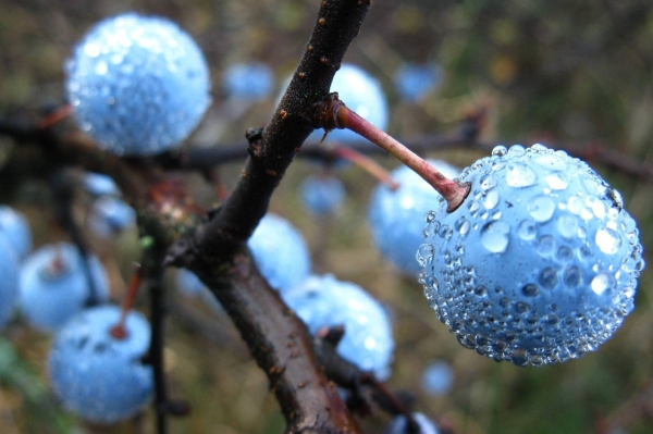  For ripening fruits plum turn requires cross-pollination