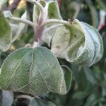  Aphid
