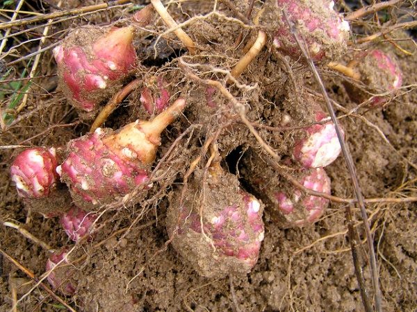  Earthen Pear Roots