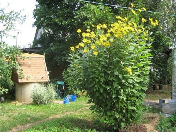  Jerusalem artichoke