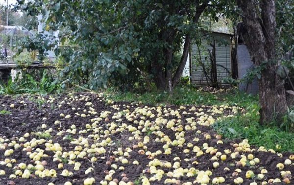  Falling green apples