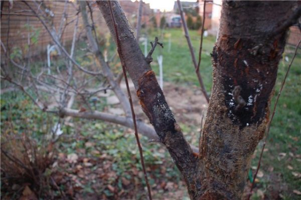 Black crayfish on the trunk of an apple tree