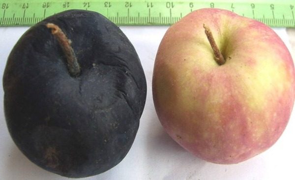  Healthy apple and black cancer