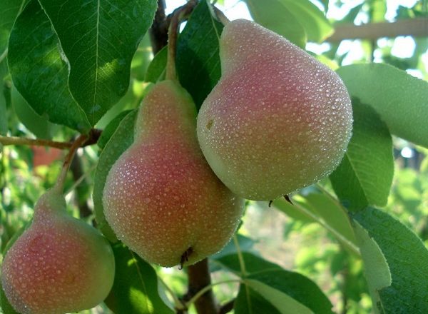  Variedad De Pera Williams
