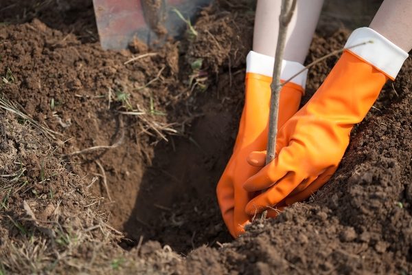 Toamna este momentul ideal al anului pentru plantarea răsadurilor de mere