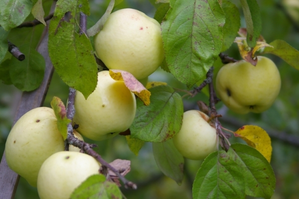  Antonovka variety apples are collected for storage at the end of September and beginning of October.