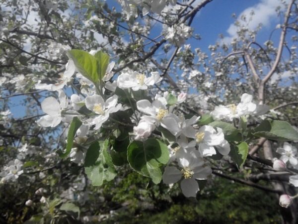  Apple tree Aport in bloom