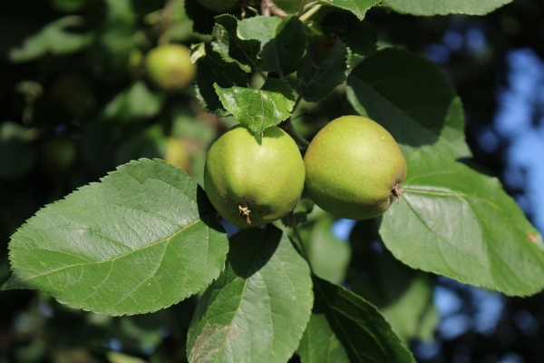  What can be done and how to apply unripe apples?