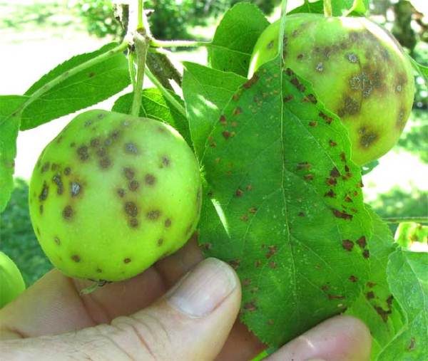  Signs of black cancer on the fruits and leaves of the apple tree