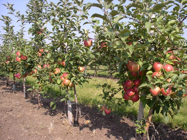  Dwarf Apple Trees