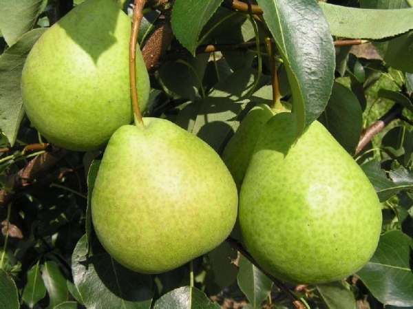  La pera contiene molte vitamine, migliora l'immunità