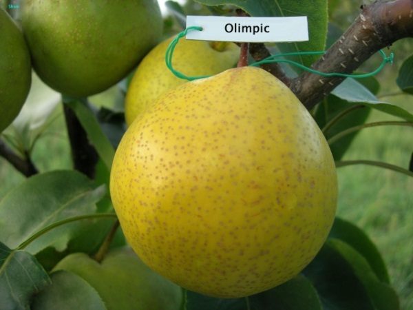  Pear variety Olimipik