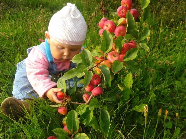  Apples will benefit if you wash them thoroughly, eat them after meals, do not eat a lot of seeds