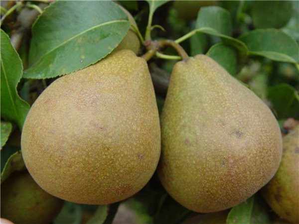  Pear Belarusian late
