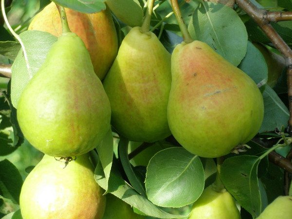  Pear Lel