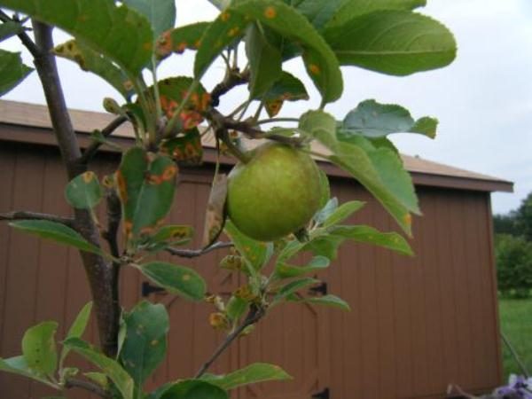  Rust Symptoms on Apple Leaves