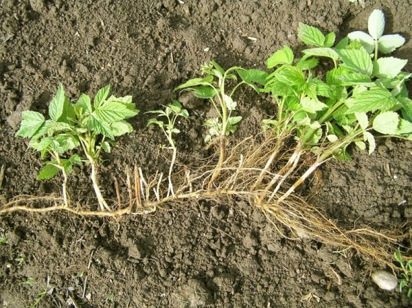  Reproduction of raspberry root suckers