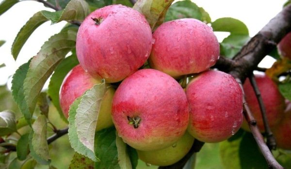  Borovinka variety apples