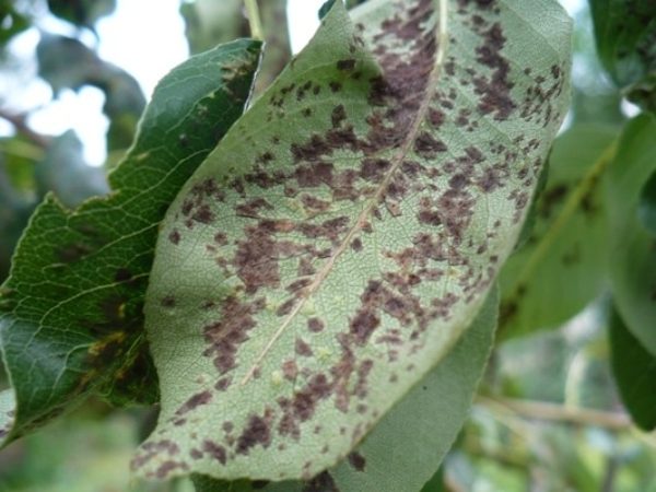  Brown spot on the leaves