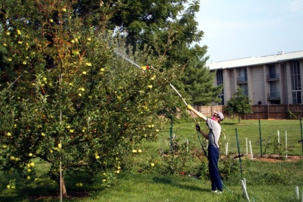  Spraying apple trees to fight fungal diseases