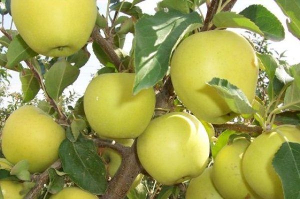  Fruits Golden apples