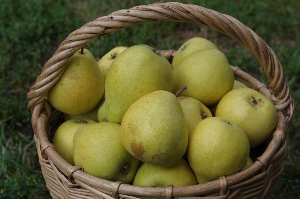  Pear fruit Chizhovskaya