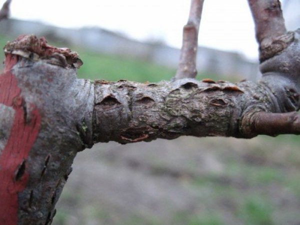  Cytosporosis injured pear